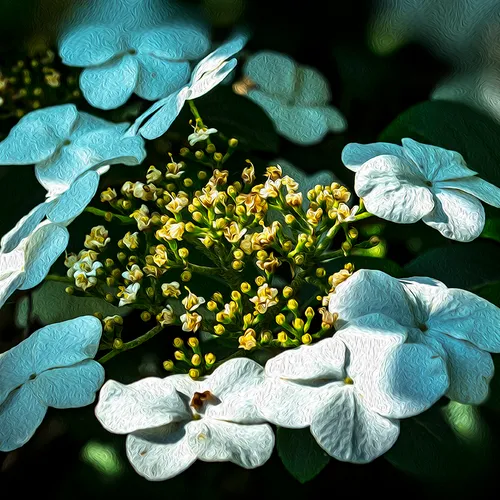 Hydrandgea 1