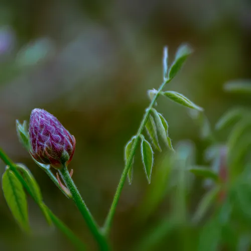 Wisteria 1