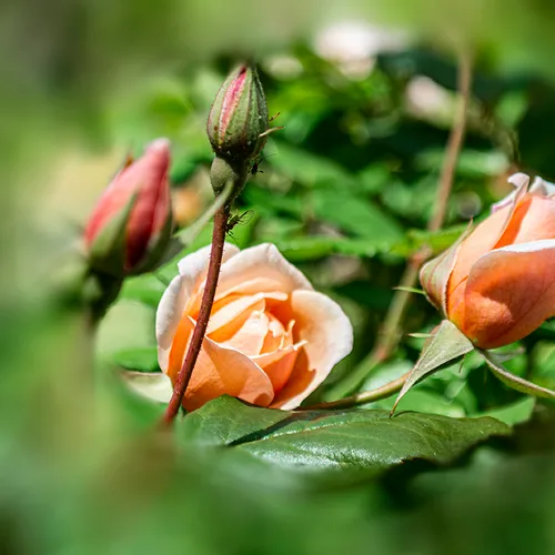 Rose 1