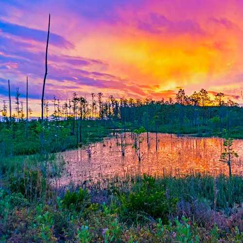 Flswamp 5