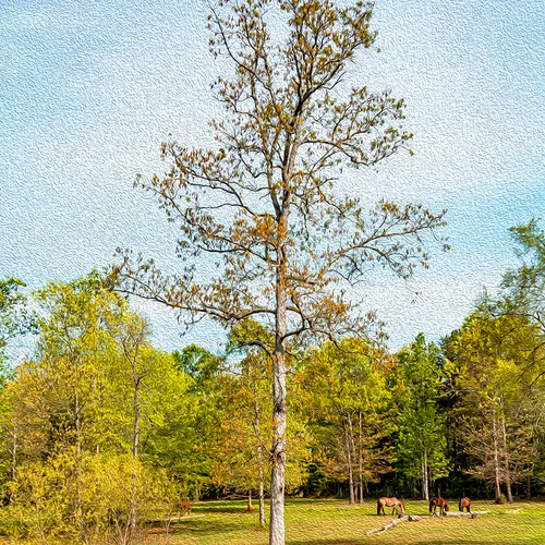 Chandelle 10