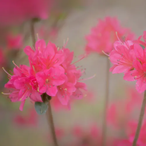 Pinkazalea 1