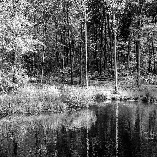 Chandelle 3 B&W