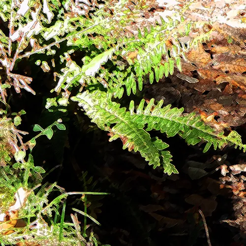 Old Creek