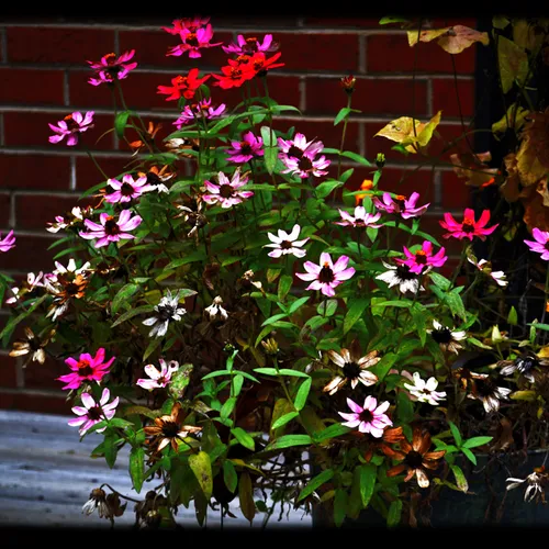 pink flowers Jean