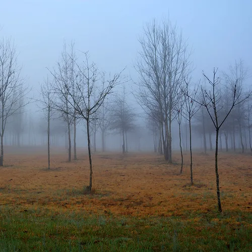 Sloan Rd Fog 2015