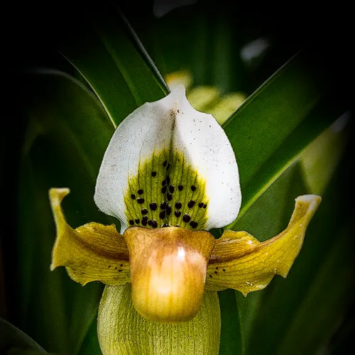 Orchid 1