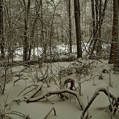 Creek Branch 4