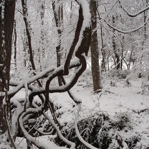 Snowy poison ivy
