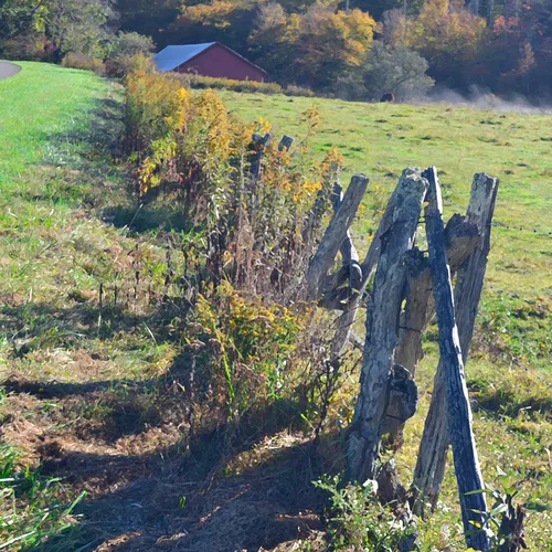 Barbed Fence