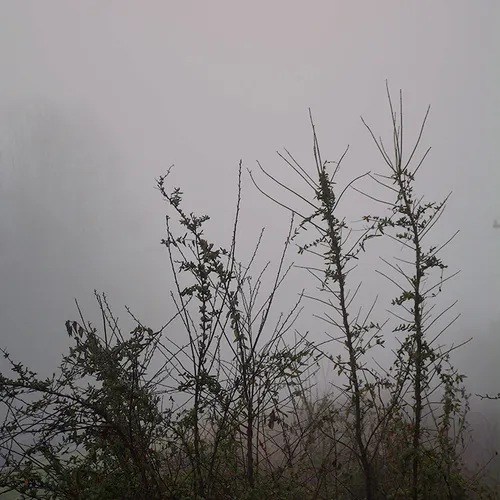 Weeds 2015