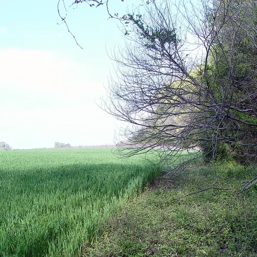 Edge Of Field