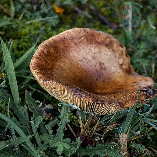Toadstool 5
