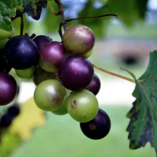 Grapes 3