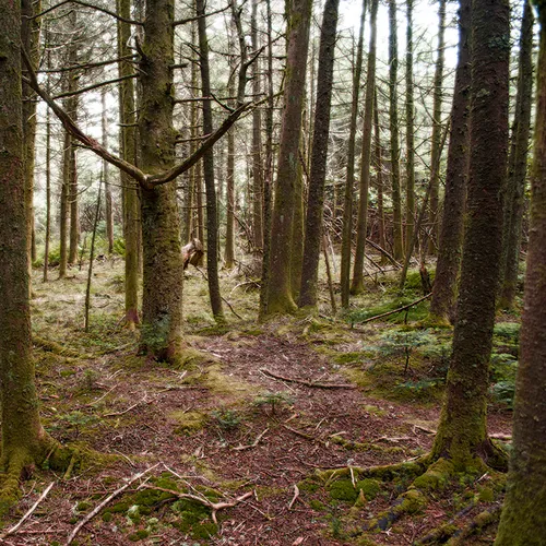 Roantrail 5
