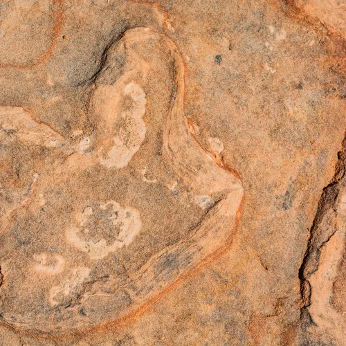 Dinosaurtrack 4