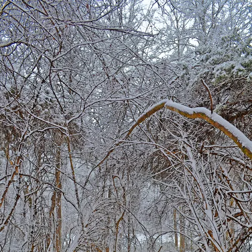 Woods