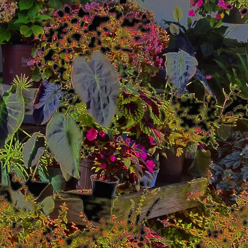 Plants