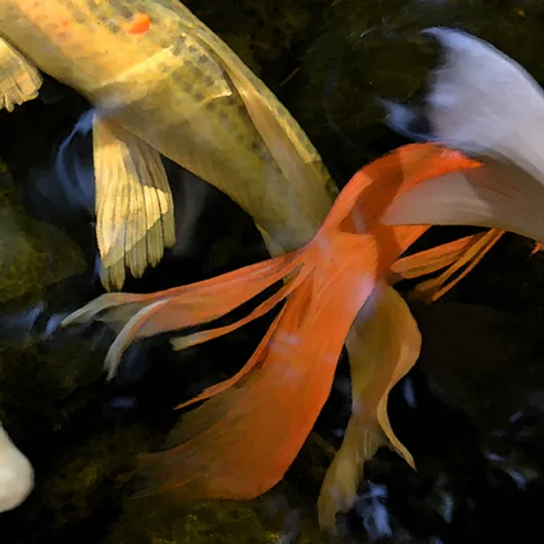 fish Tails