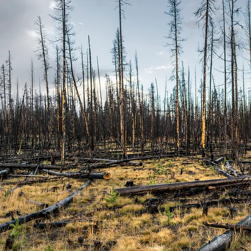 Yellowstone 47