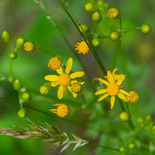 Yellowdaisy 1