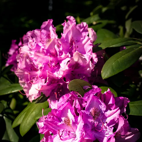 Rhodedengren 1