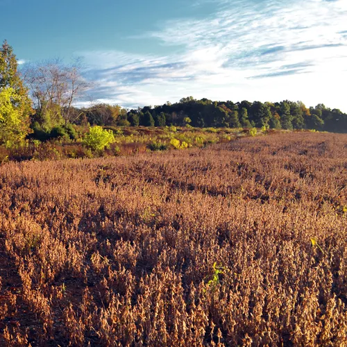 Field 3
