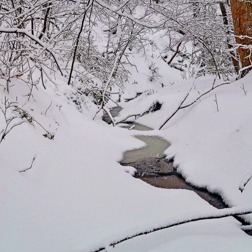 Creek Branch 7