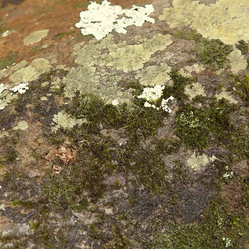 Moss 2