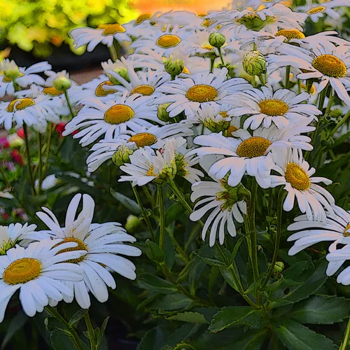 Daisy Sunset