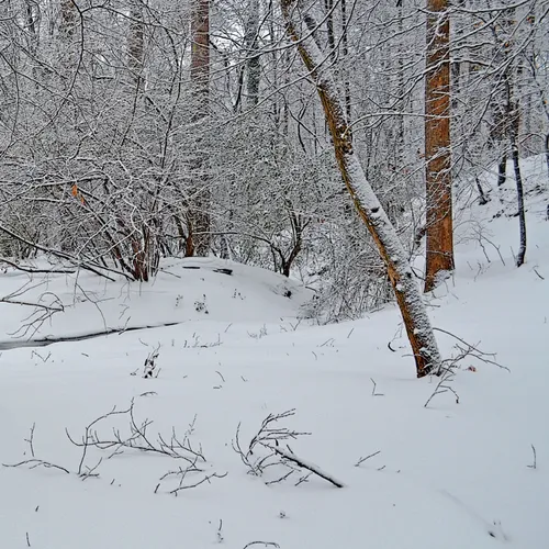 Yard Snow 1