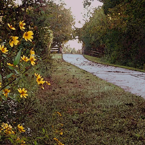 Daisies Golden