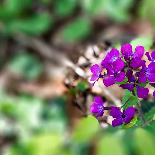 Purpleflower 2