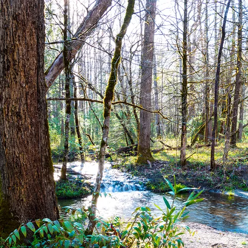 Cadescove 9