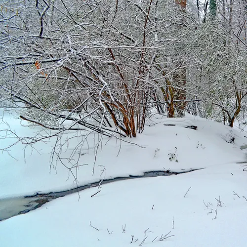 Yard Snow 9