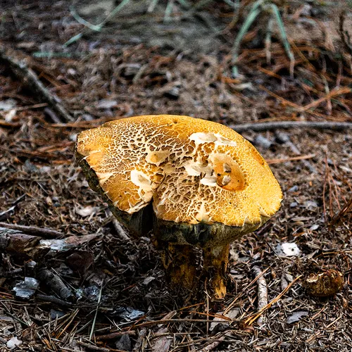 Toadstool 3