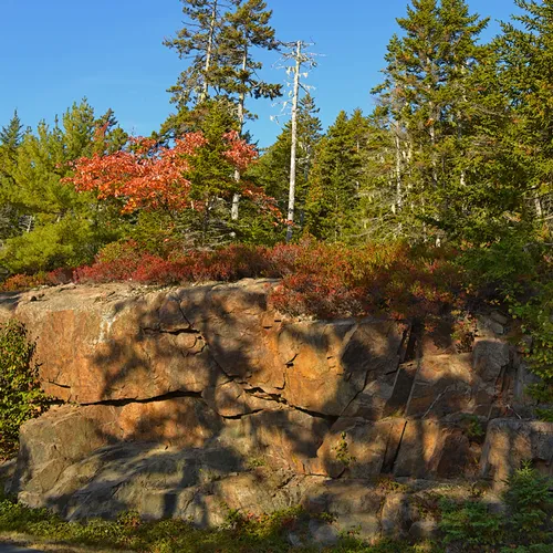 Acadia Forest 2