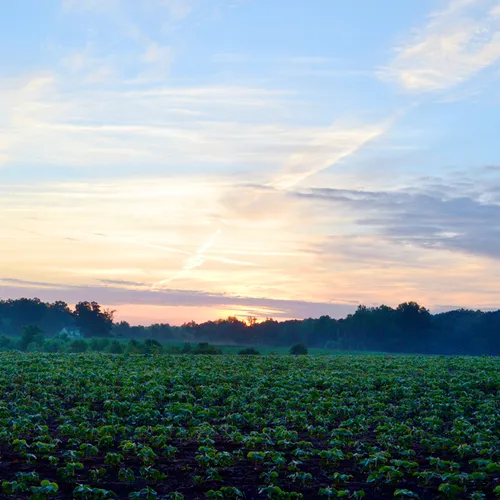 Sunrise In Field