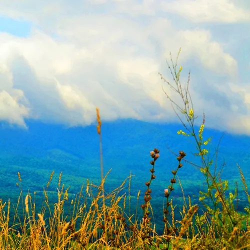 Grassesclouds