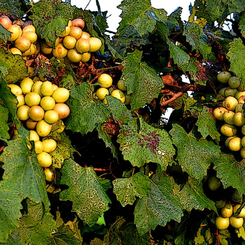 Grapes Cc 2