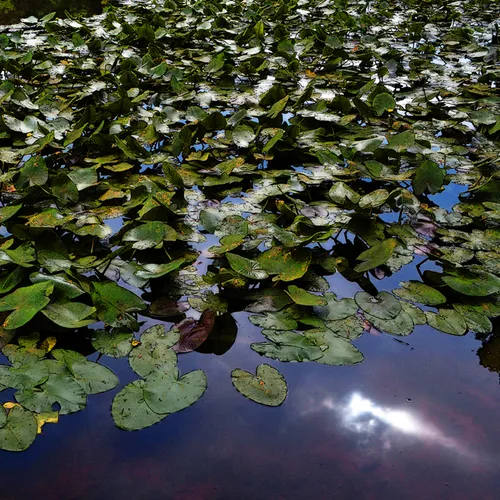Lily Pads Cl 3