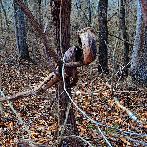Tree Roots 3