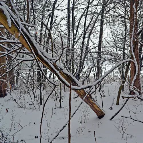 Backyard 7