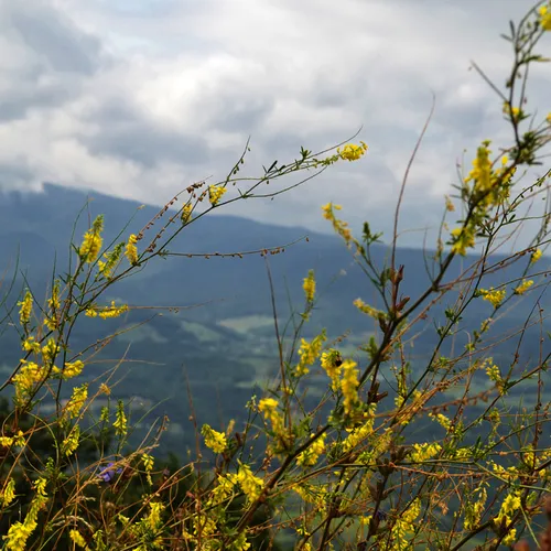 Yellow Flowers