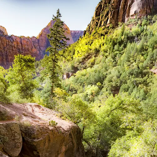 Zion 14