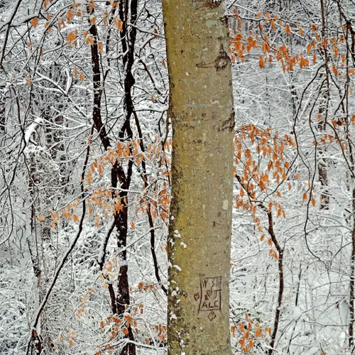 Love Tree
