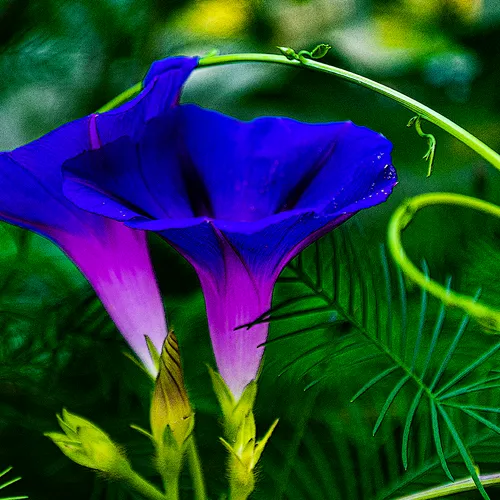 Morningglory 2