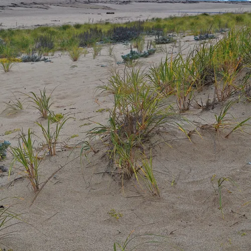 Cape Cod 13
