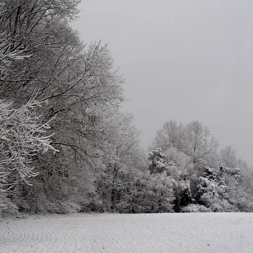 Snowy field