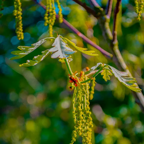 Treepollen 1